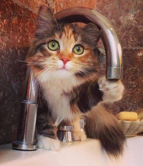 gatito
